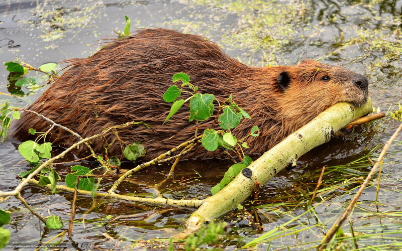 Beaver carrying a branch