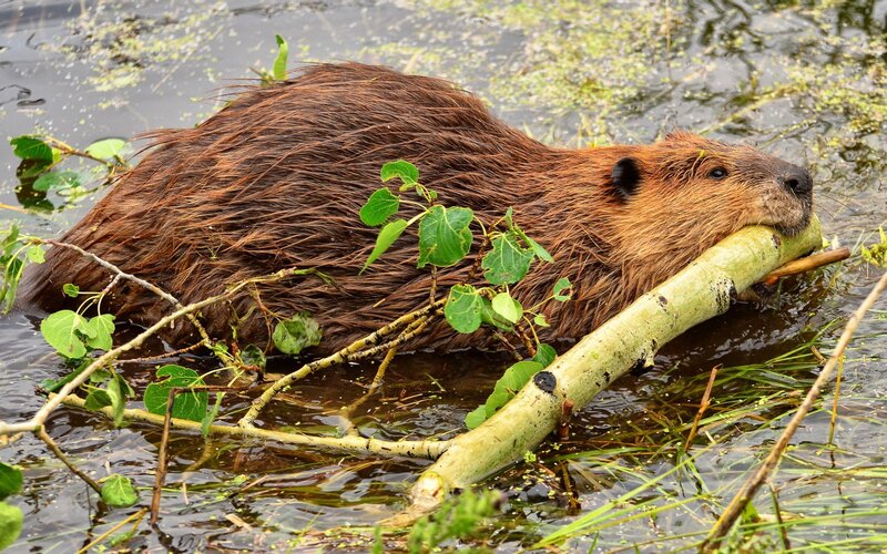 Beaver Carrying Branch