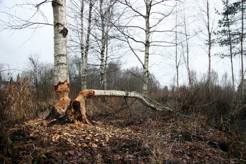 Beaver-chewed birch tree