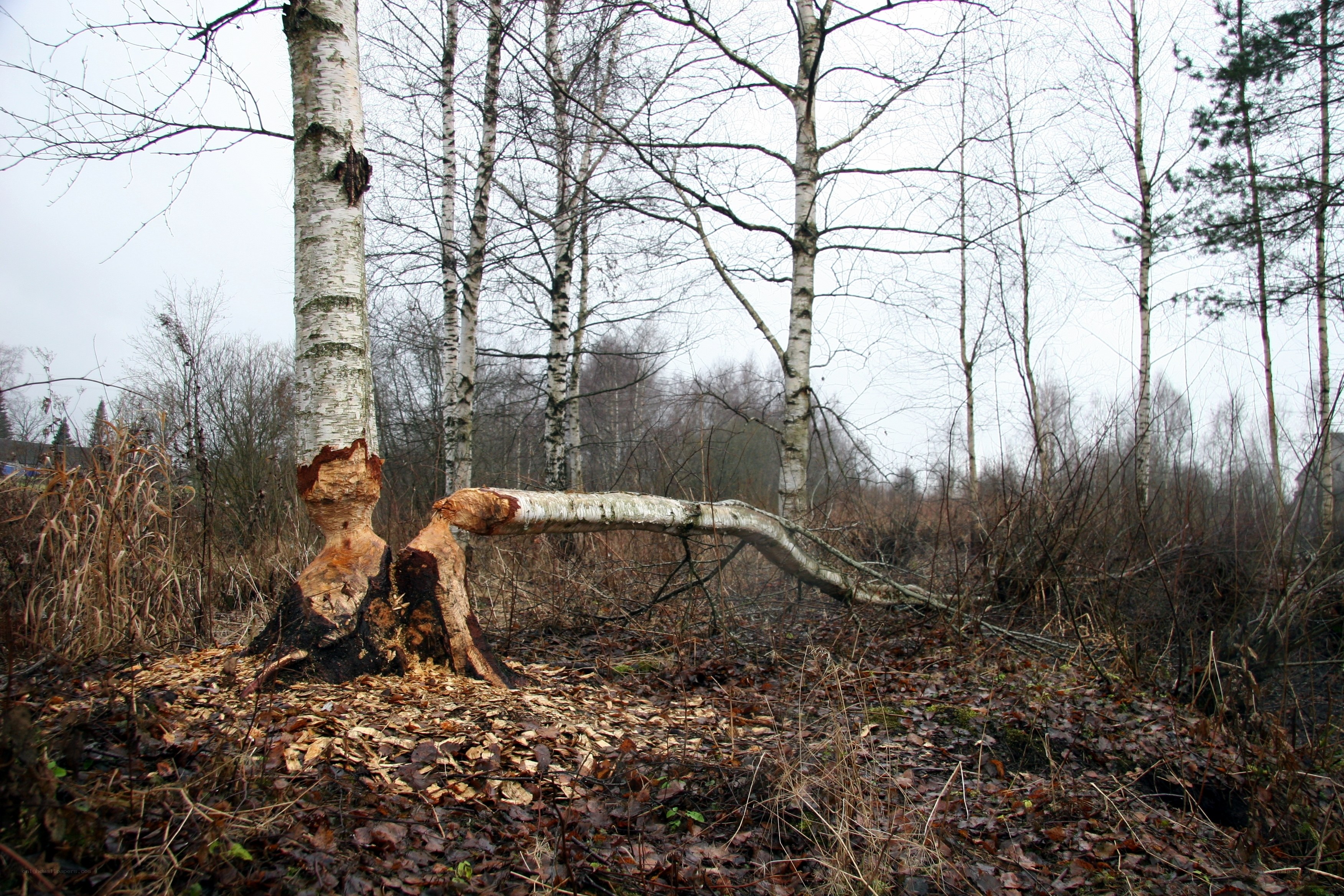 Beaver-chewed birch tree
