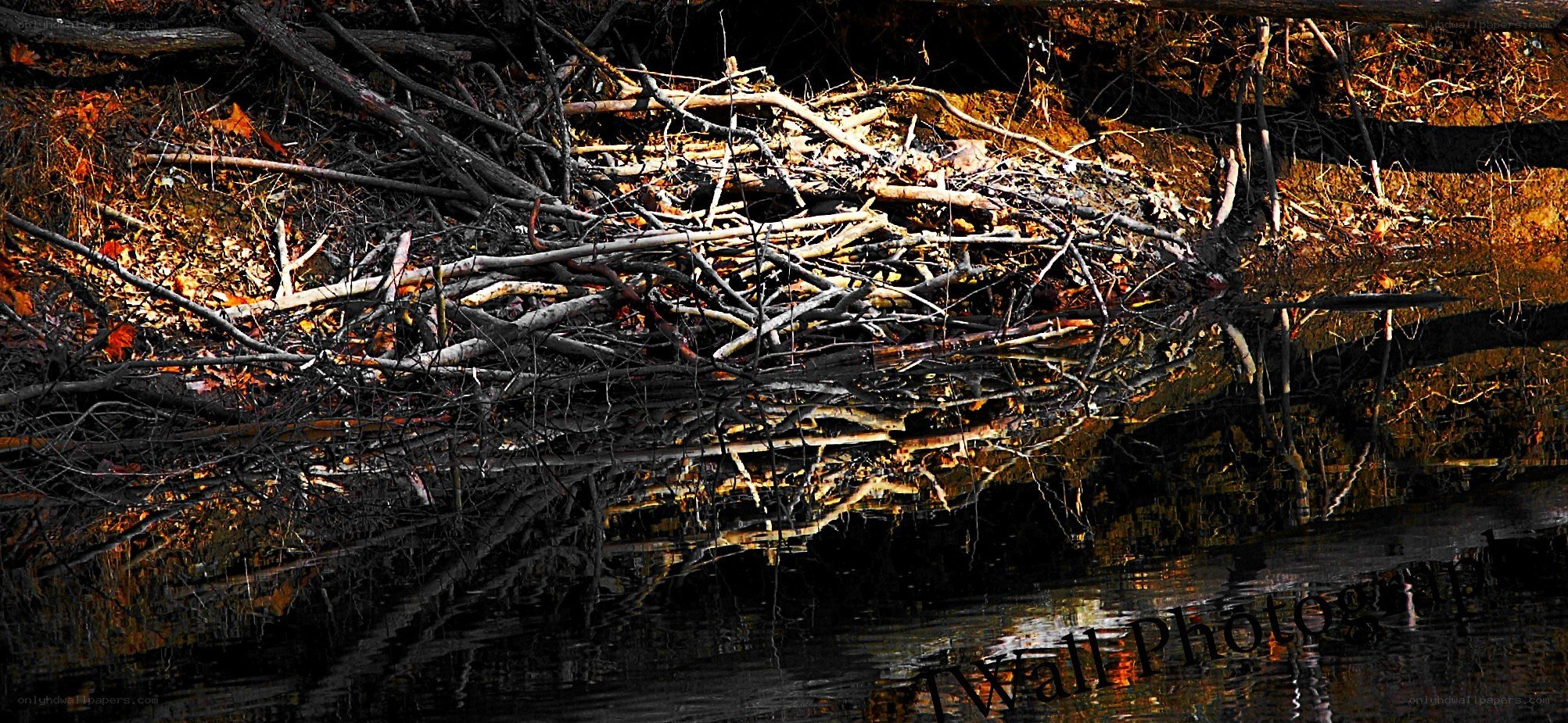 beaver dam by the water