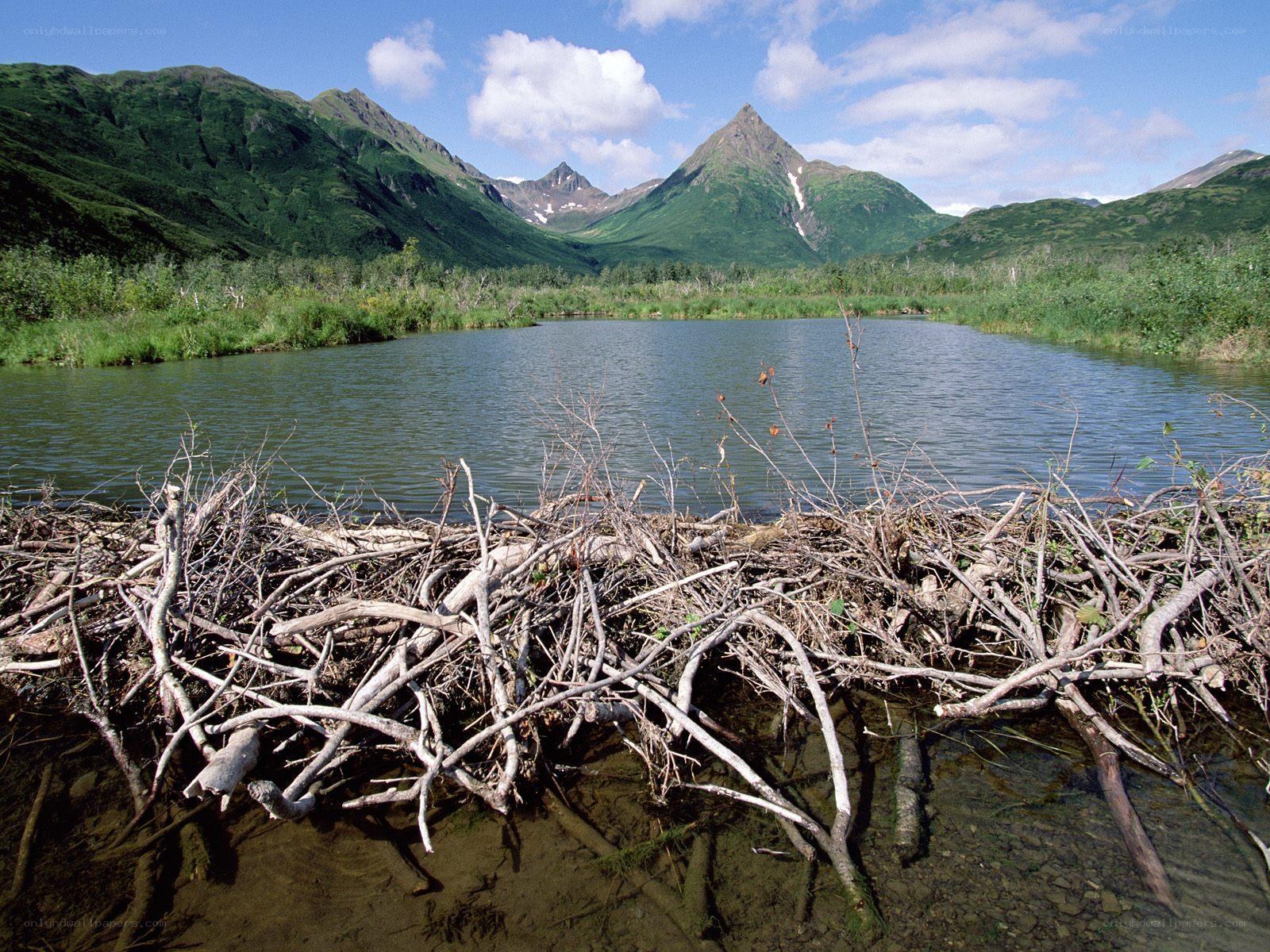 Beaver dam in alaskan landscape