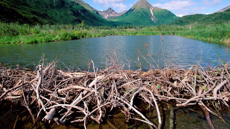 Beaver dam in alpine lake