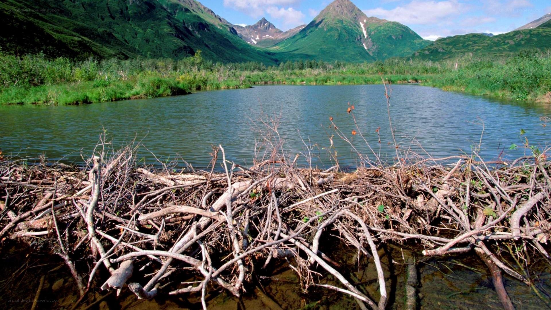 Beaver dam in alpine lake