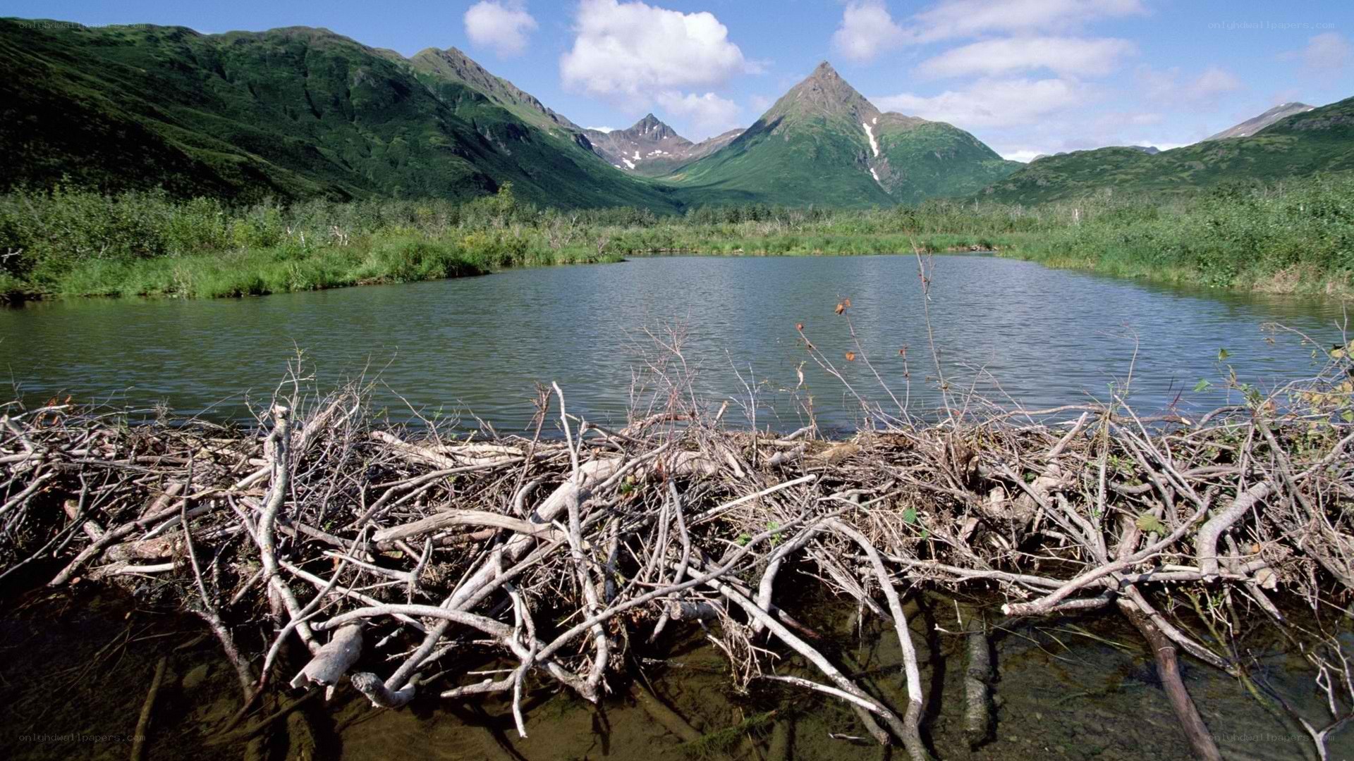 Beaver dam in alpine lake