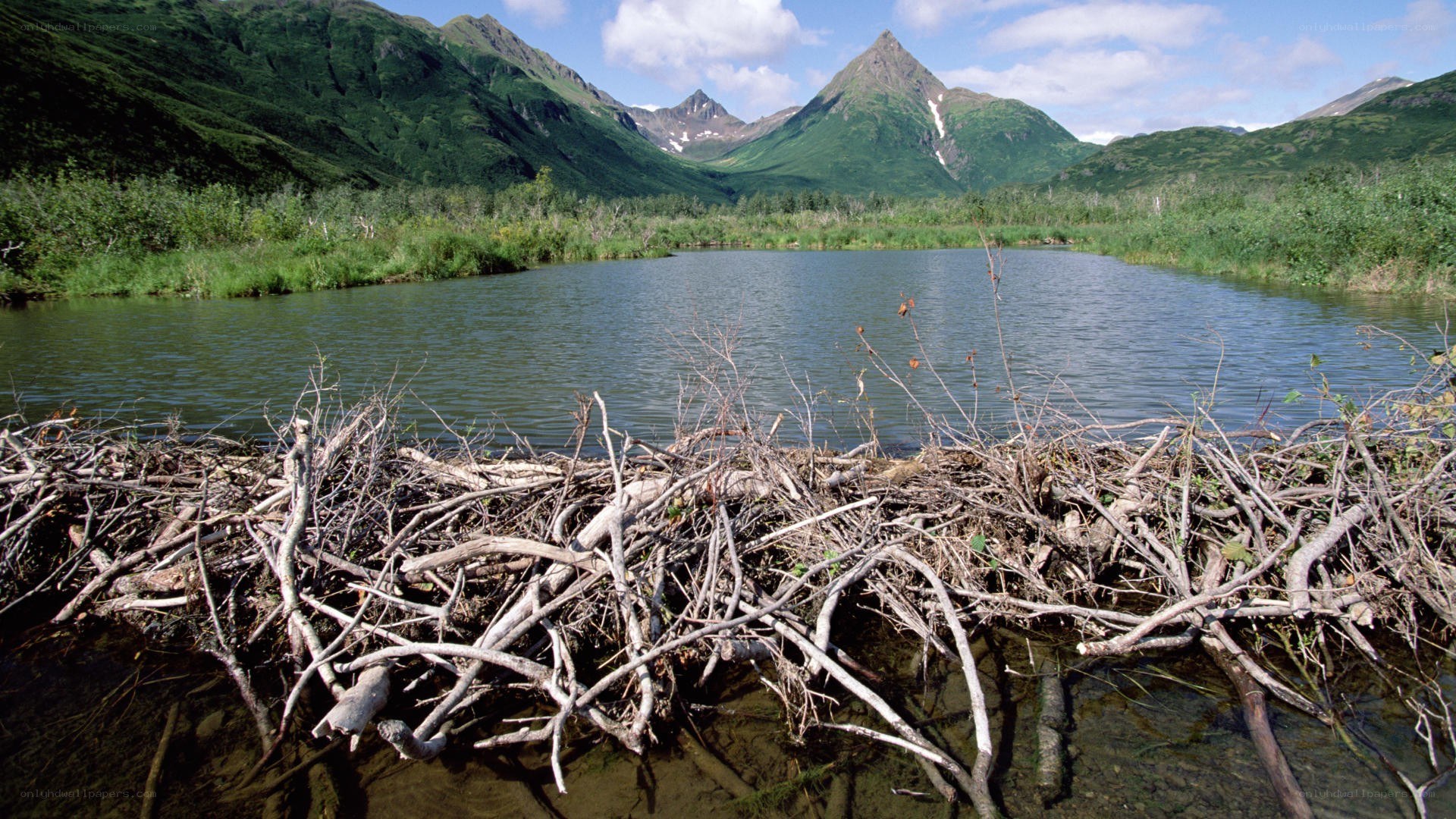 Beaver dam in mountain valley