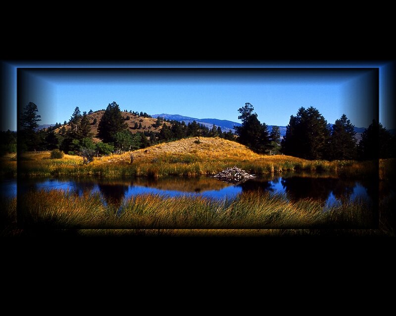 Beaver Dam in Pond