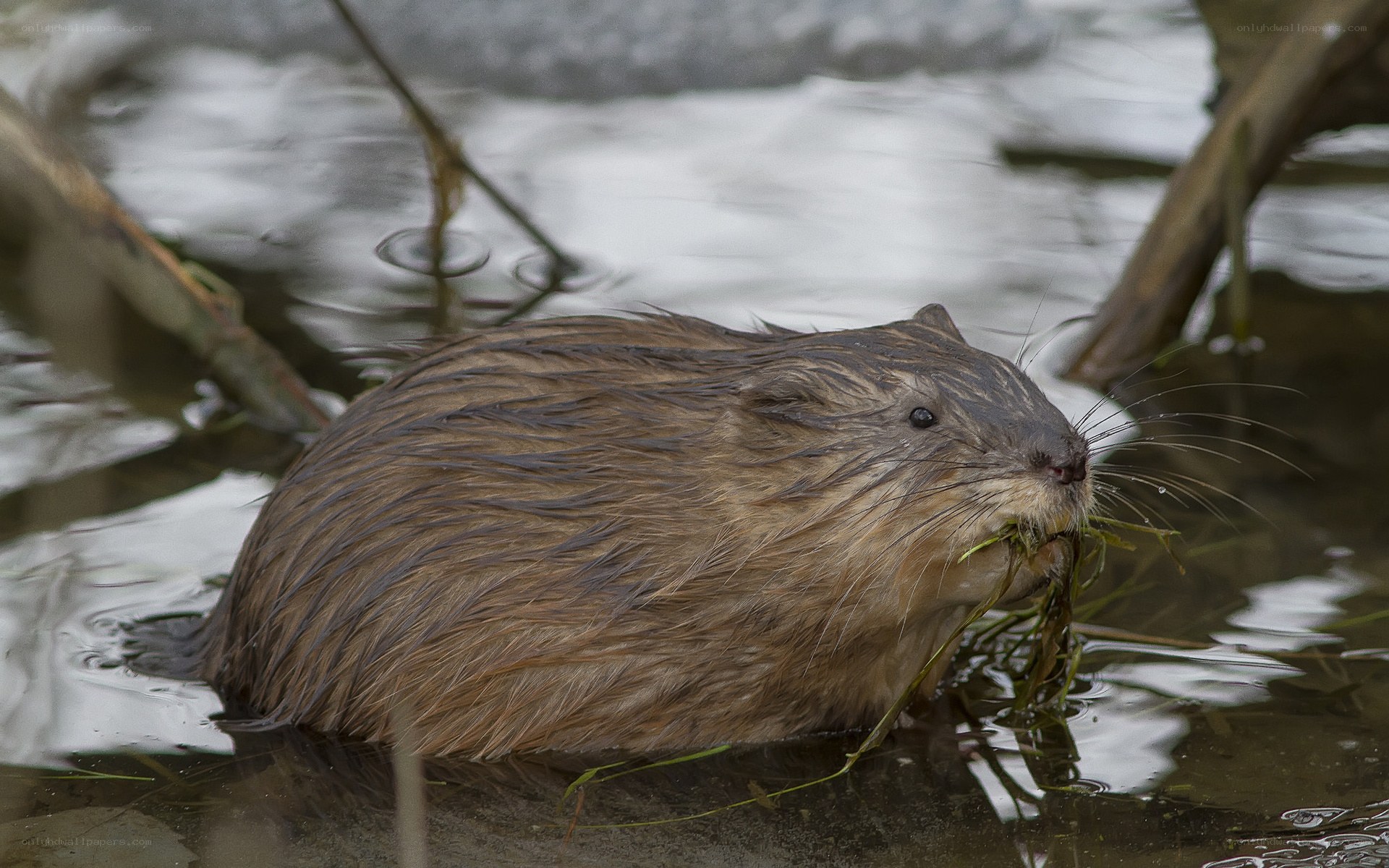 beaver eating aquatic plants