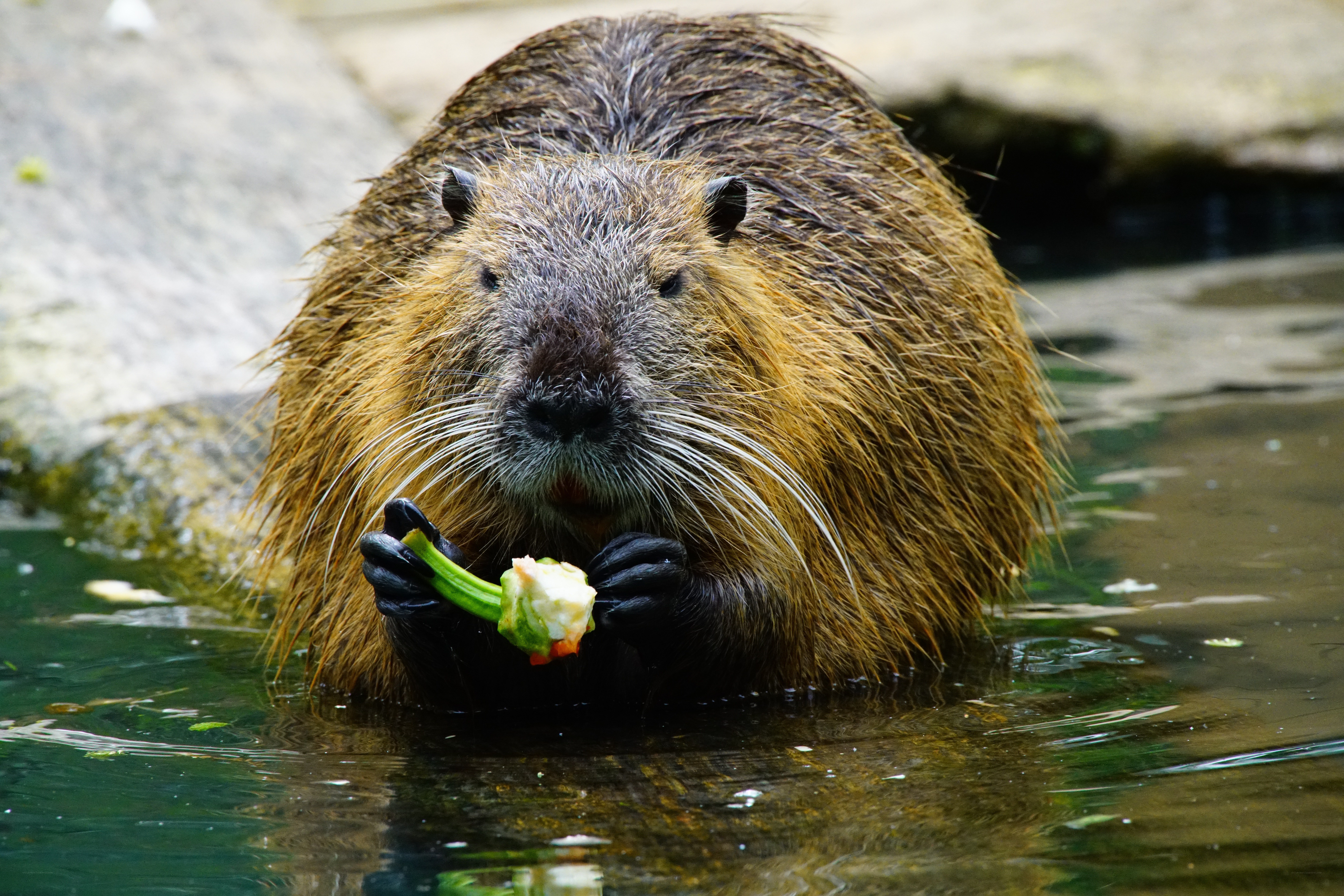 Beaver eating in water