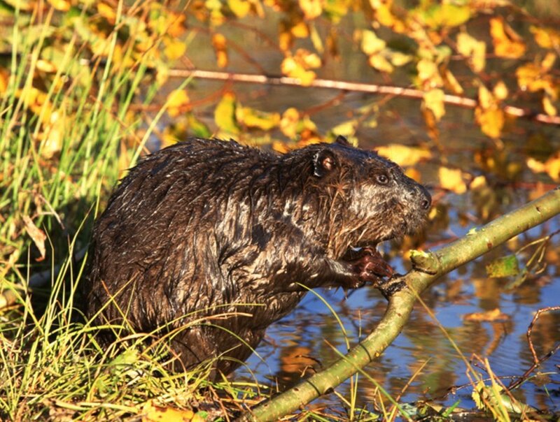 Beaver gnawing on a branch