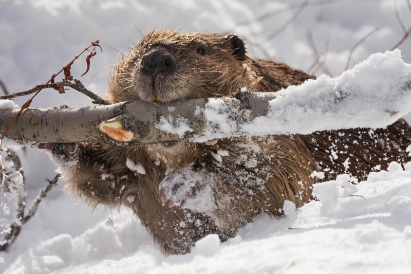 Beaver in snowy landscape