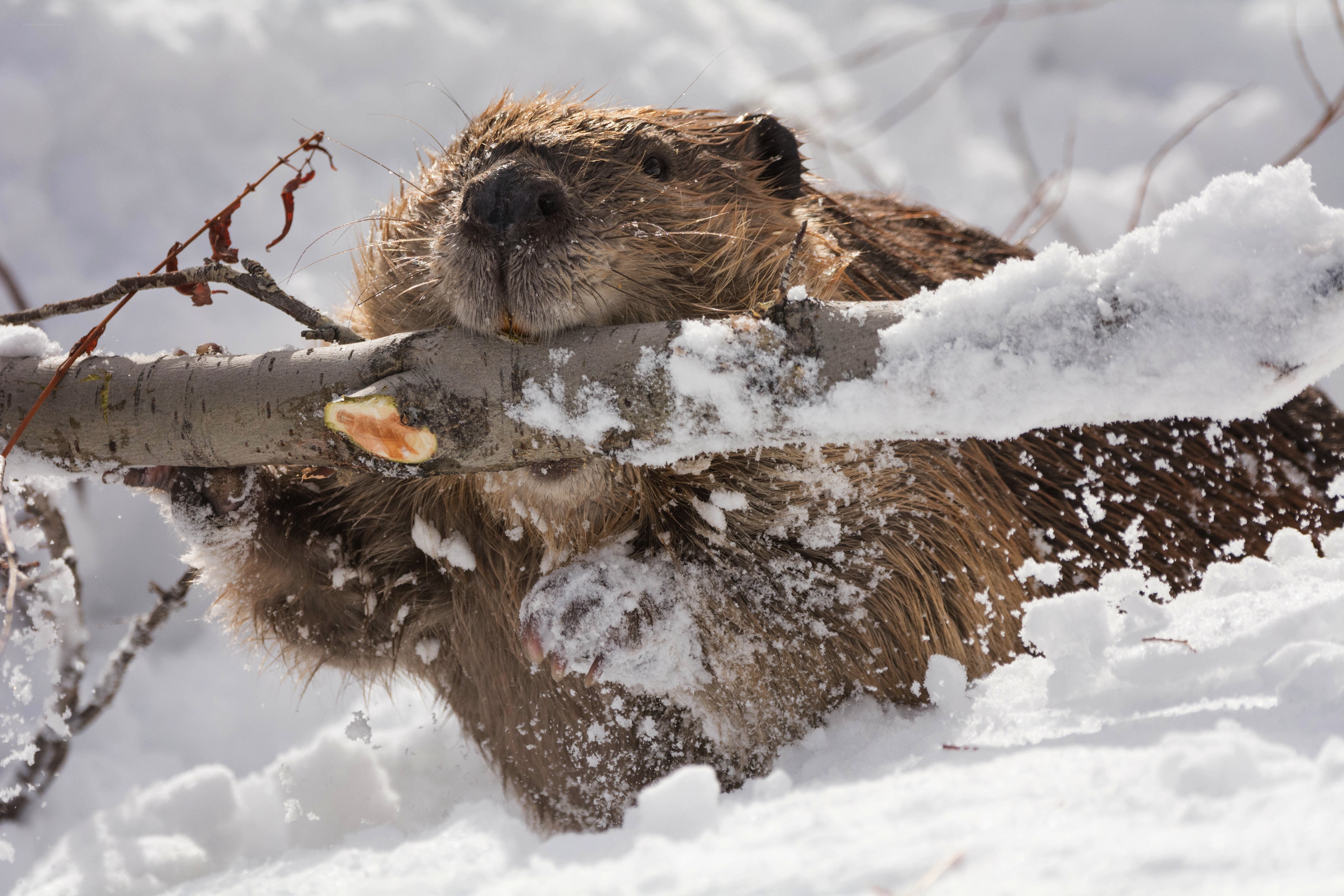 Beaver in snowy landscape