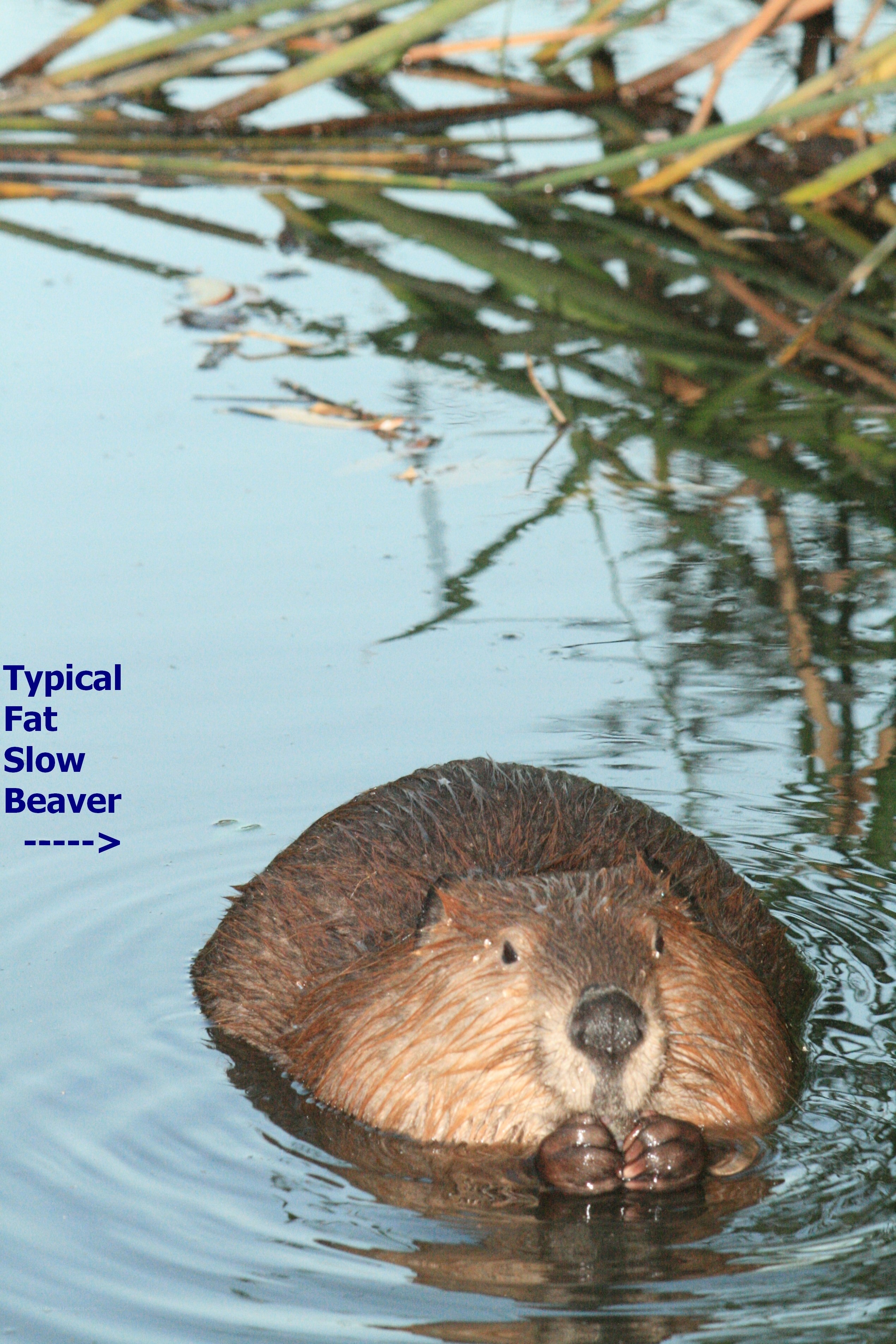 Beaver in the water