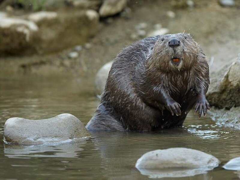 Beaver in Water — Brown