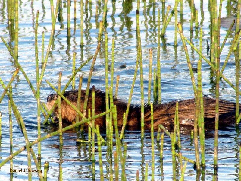 Beaver in Water — Green