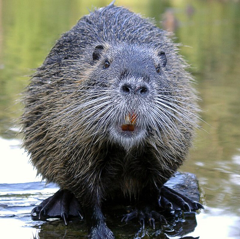 beaver in water