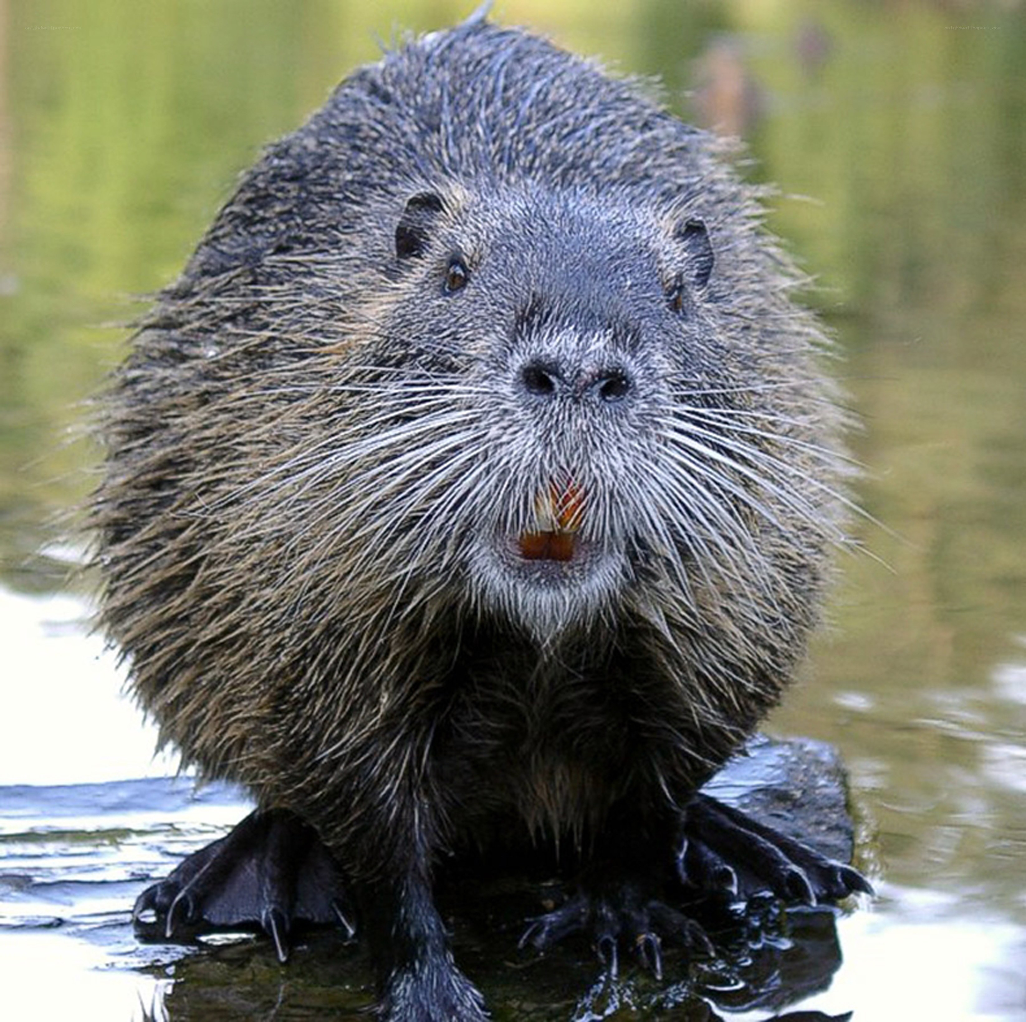 beaver in water