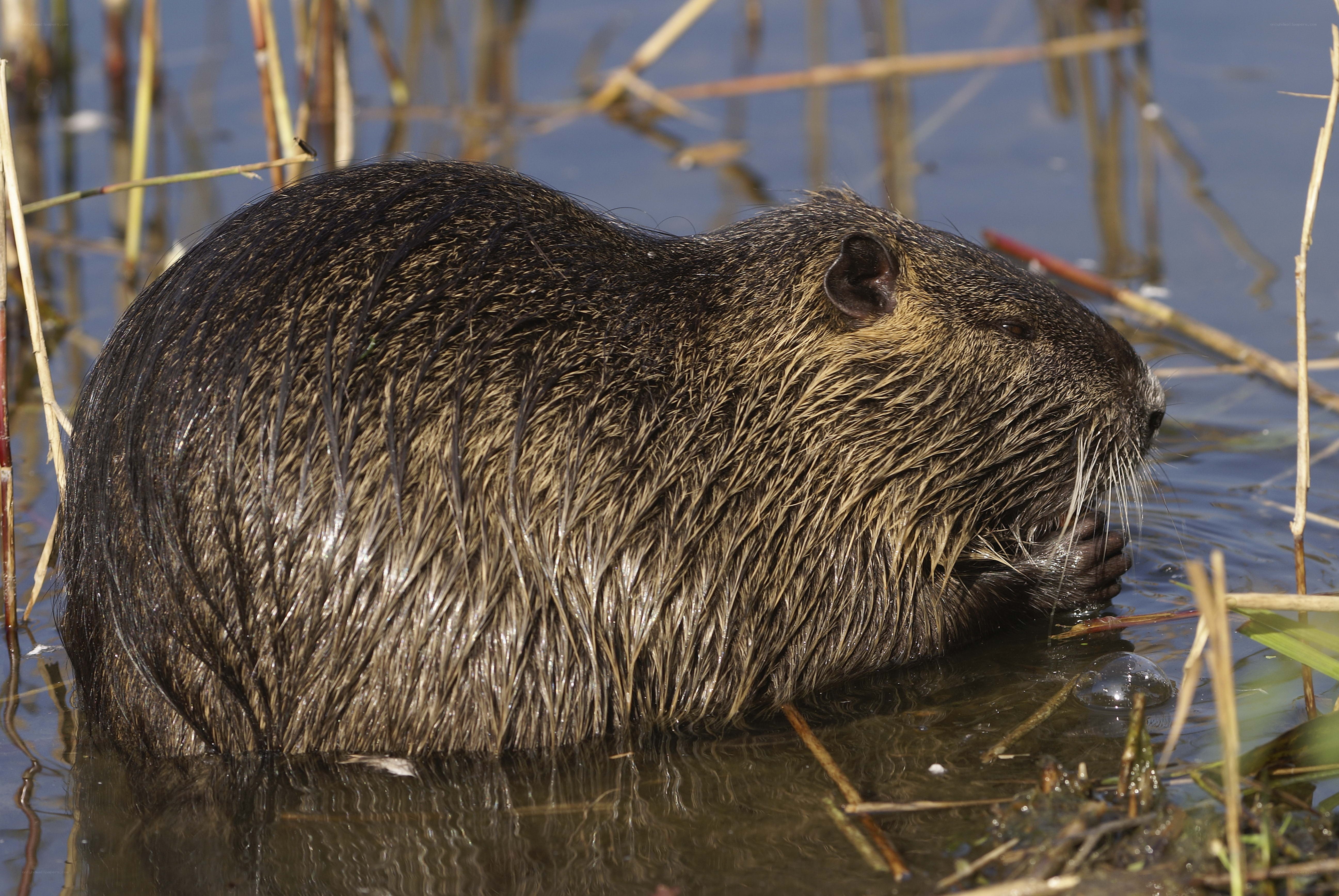Beaver in wetland habitat