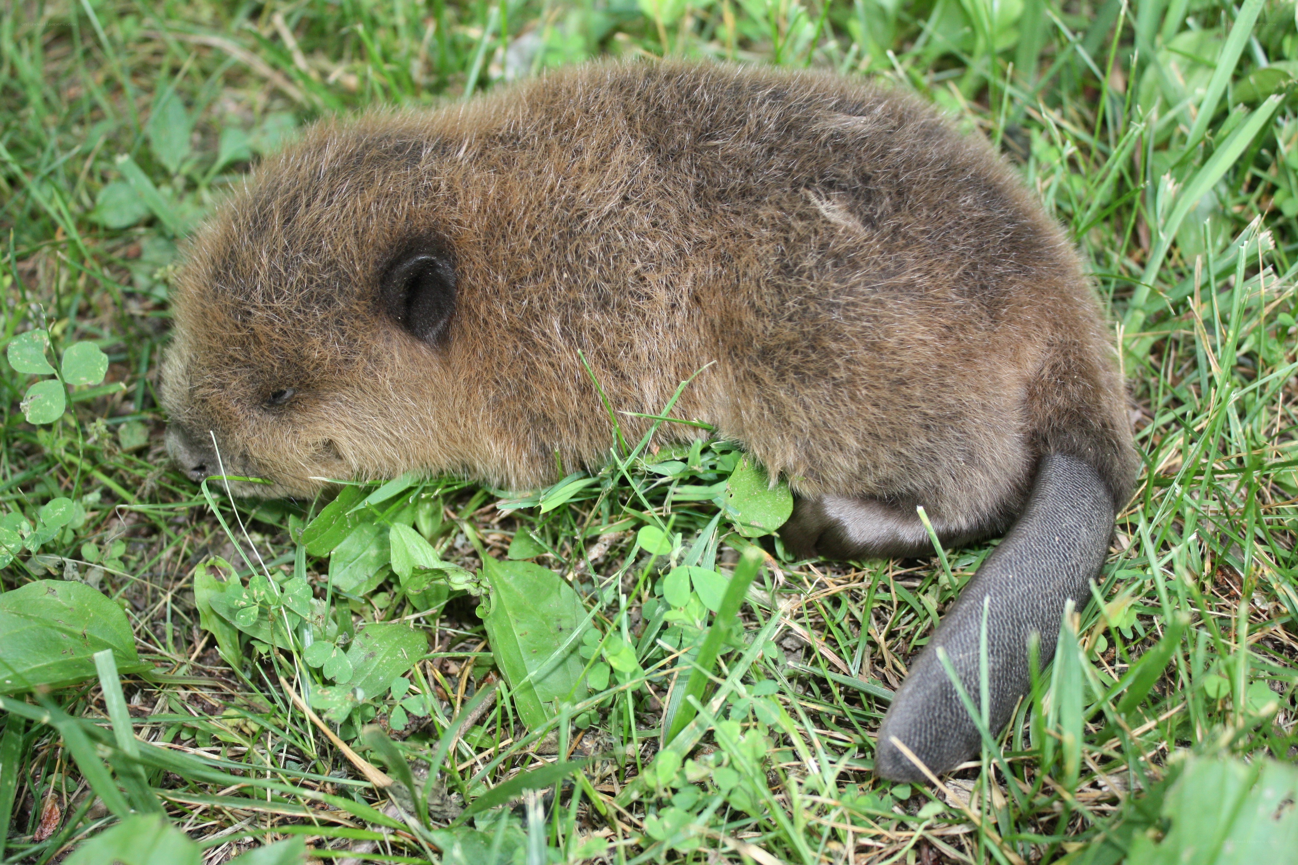 beaver kit in grass