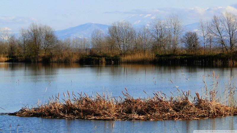 Beaver Lodge in Pond — Blue