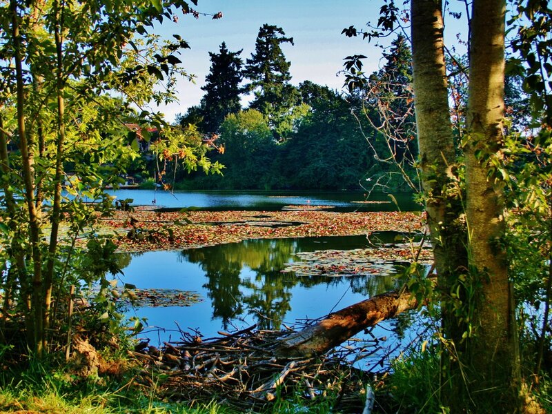 Beaver Lodge in Pond
