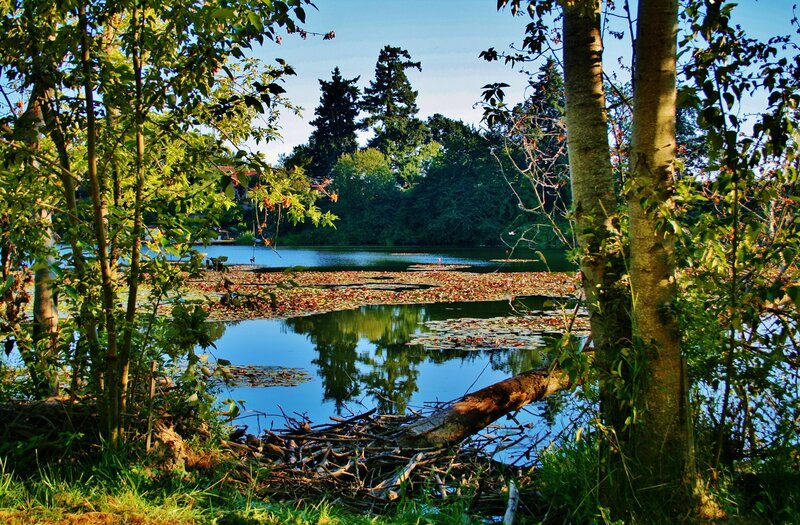 Beaver Lodge on Pond