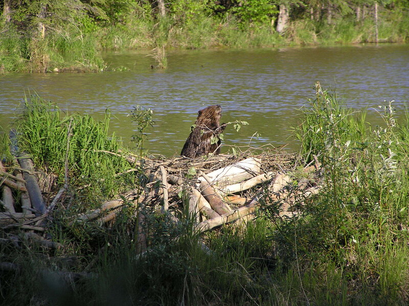 Beaver on its dam