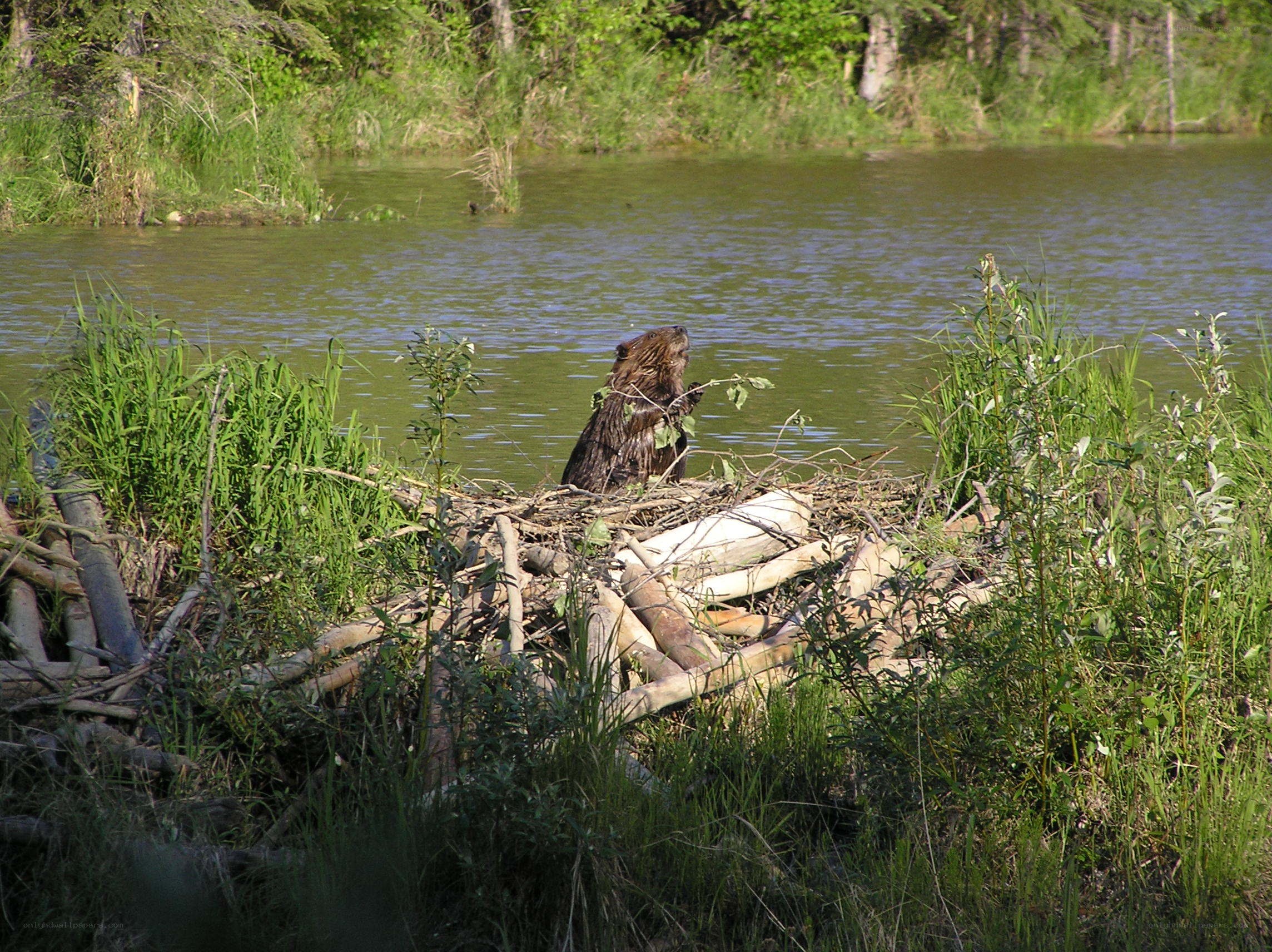 Beaver on its dam