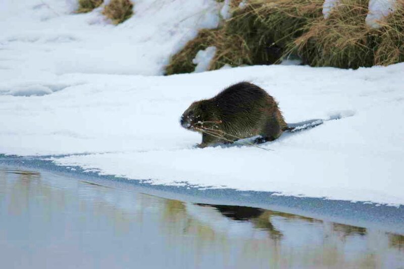 Beaver on Snowy Bank