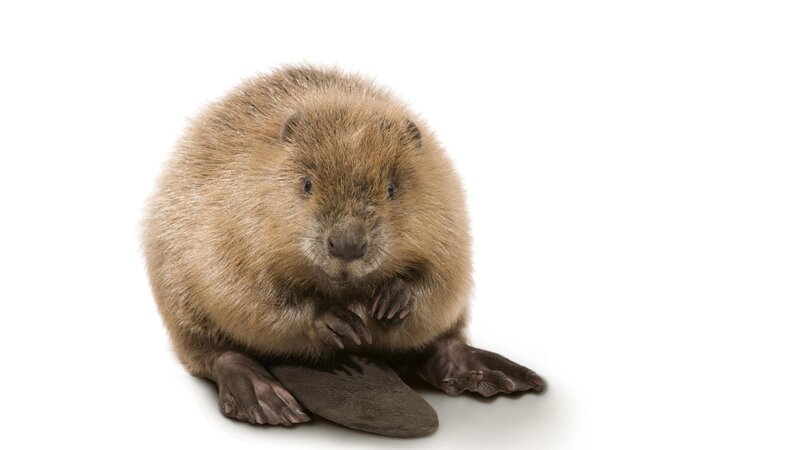 beaver on white background