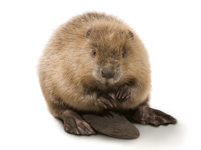 beaver on white background
