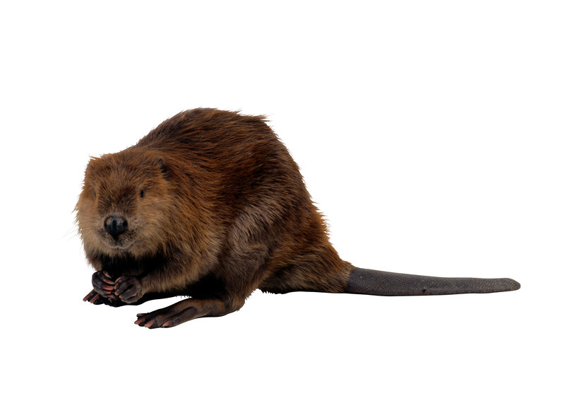beaver on white background