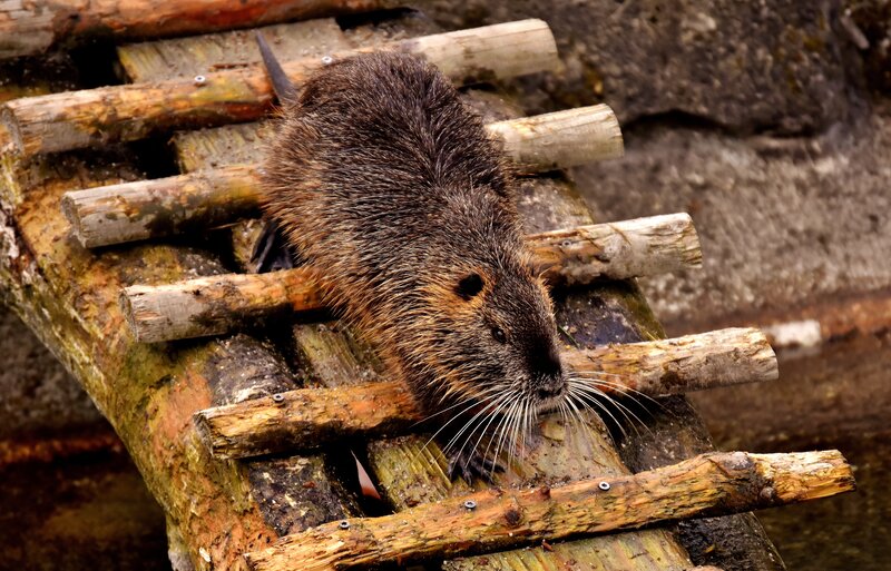 Beaver on wooden structure