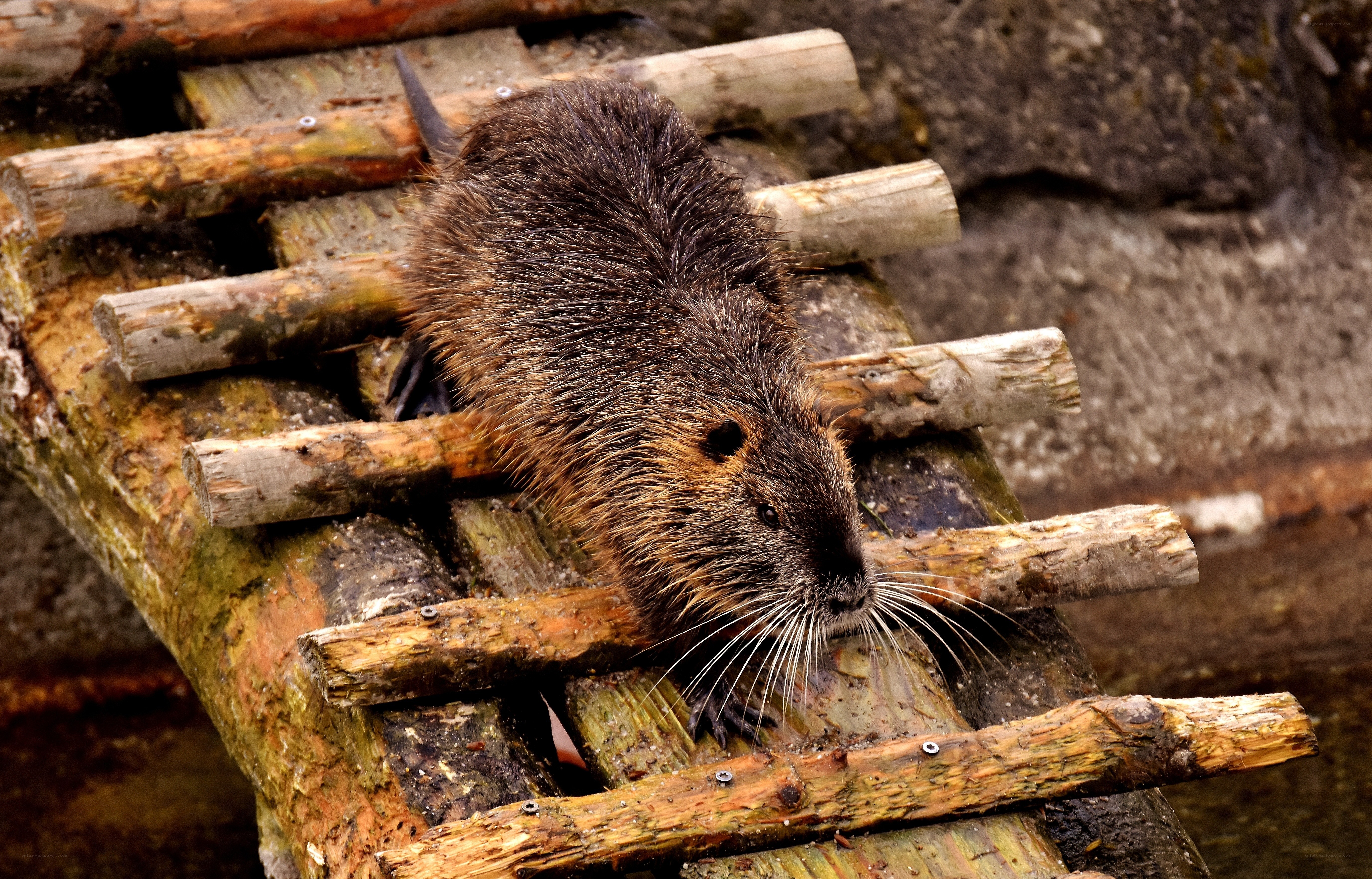 Beaver on wooden structure