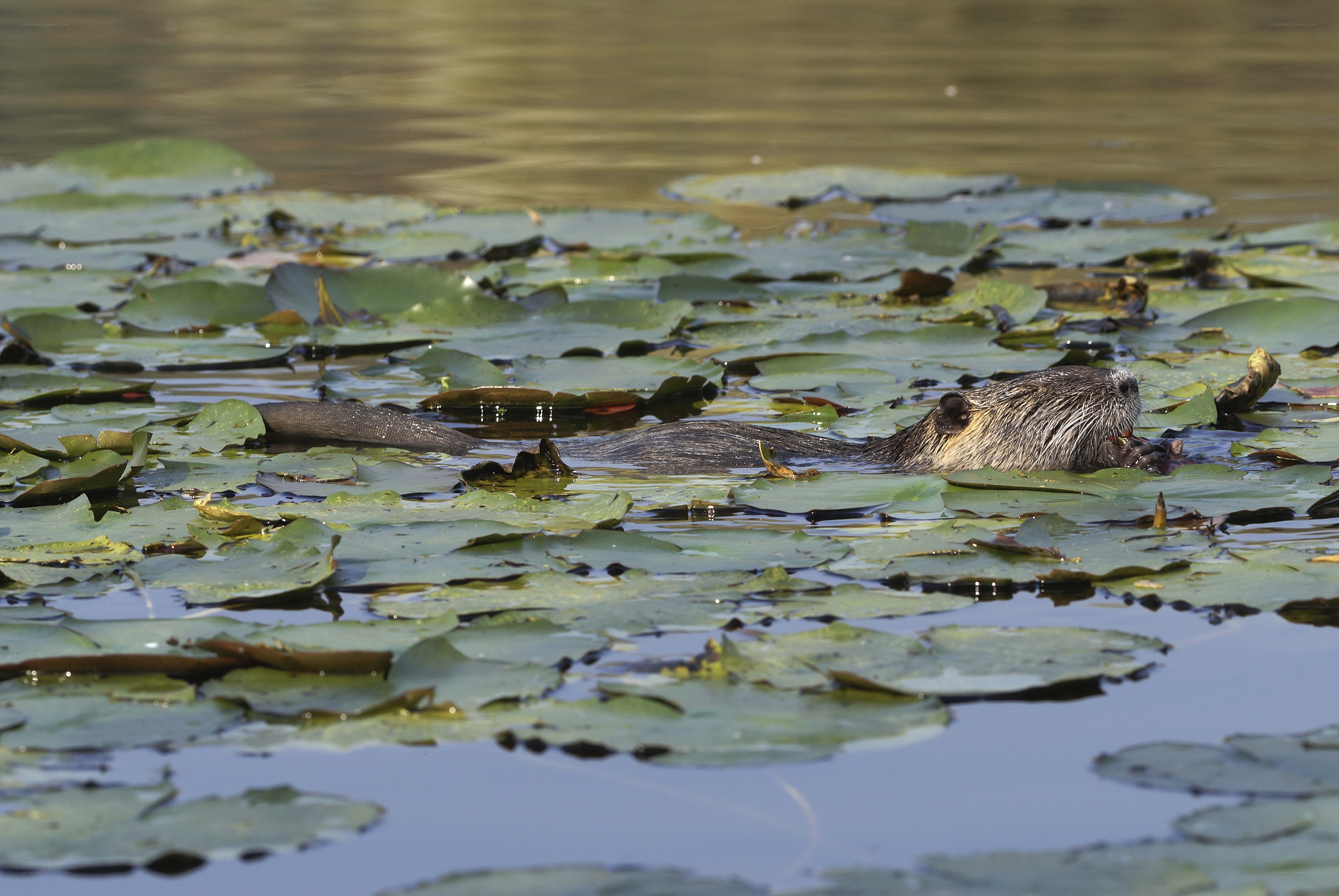 beaver swimming in lily pads
