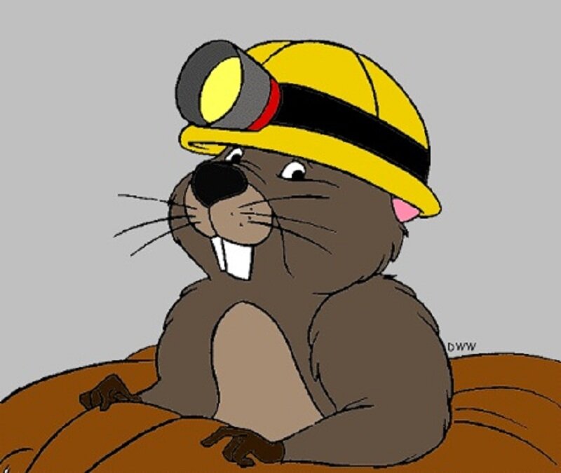 Beaver Wearing Helmet