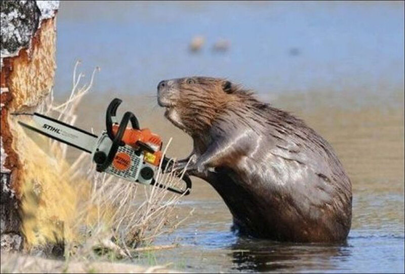 Beaver with Chainsaw — Brown
