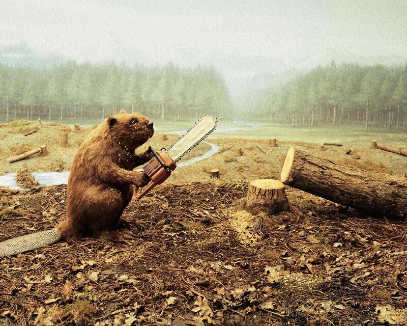 Beaver with Chainsaw