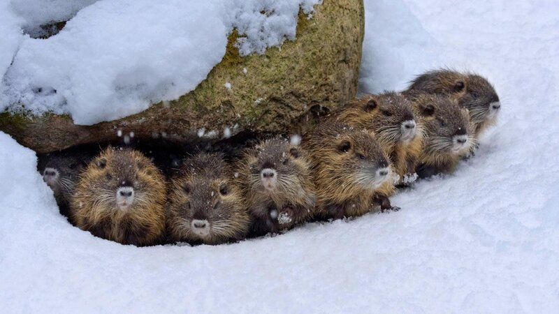 Beavers in Snow