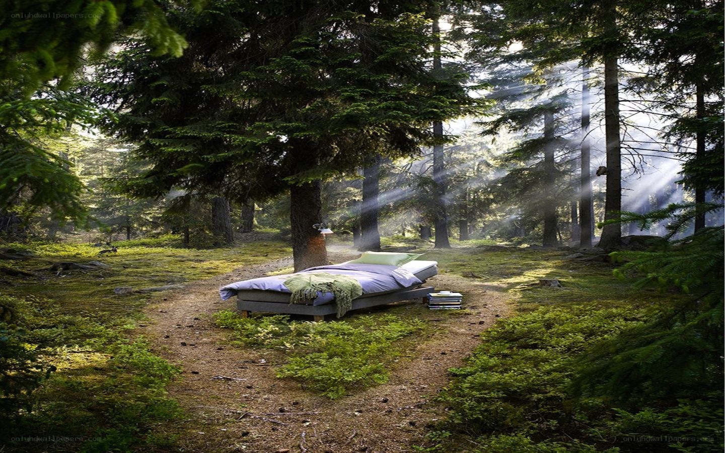 Bed in a forest clearing