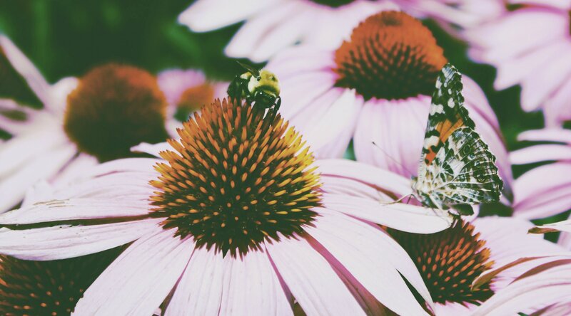 Bee and Butterfly on Coneflower