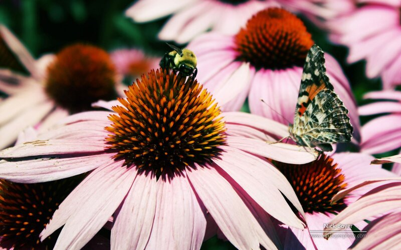 Bee and Butterfly on Flower — Pink