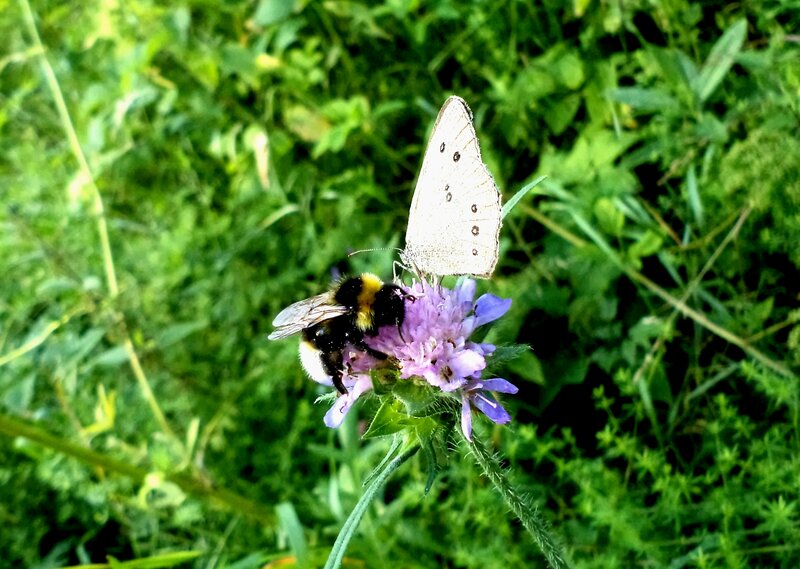 Bee and Butterfly on Flower — Purple