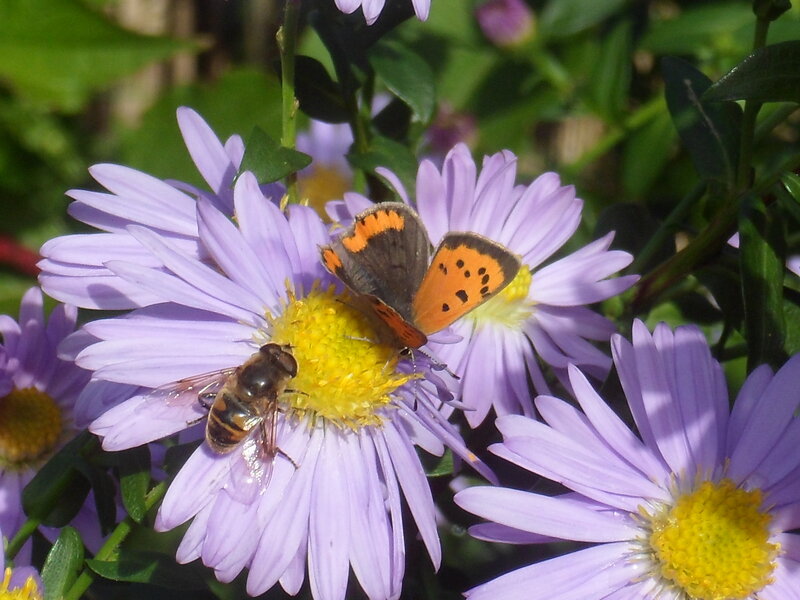 Bee and Butterfly on Flower