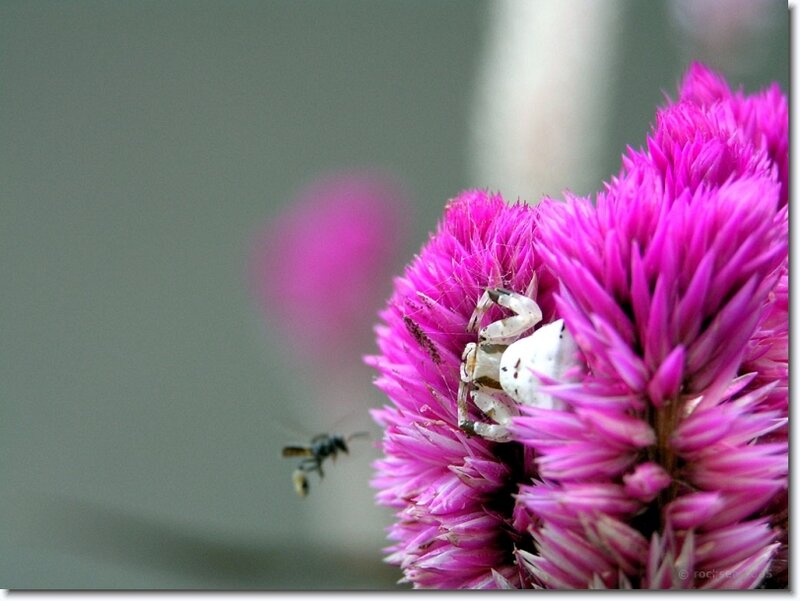 bee and crab on a pink flower