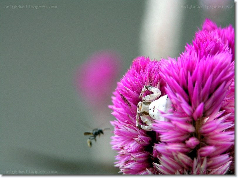 bee and crab on a pink flower