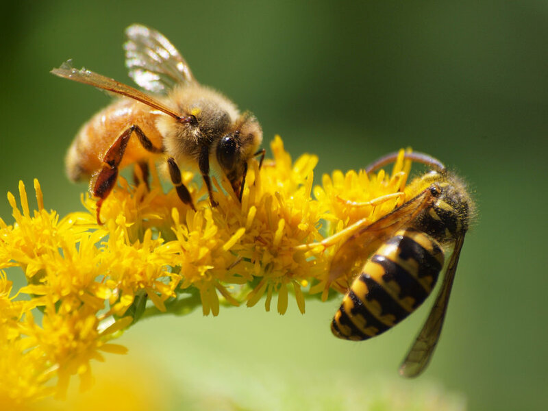 Bee and Wasp on Flower