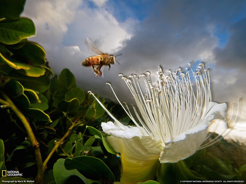 Bee approaching a white flower