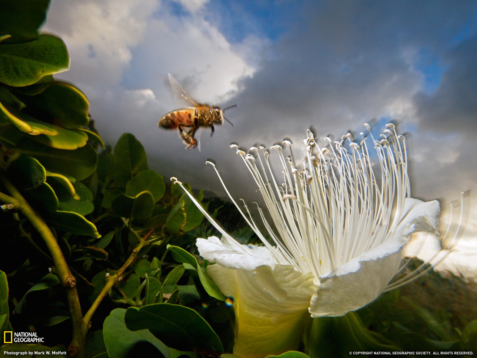 Bee approaching a white flower