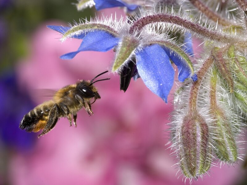 bee approaching blue flower